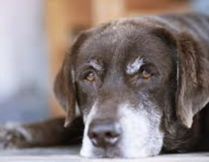 Rocky Mountain Spotted Fever